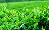 Xuất khẩu chè năm 2020 sẽ tăng trưởng khả quan nhờ giá chè thế giới phục hồi