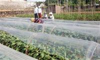 Giúp bà con nắm bắt thời vụ và kỹ thuật trồng su hào trái vụ