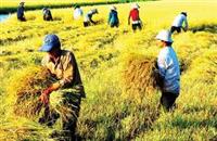 Tăng chi phí, giảm năng suất vì mưa lũ ở ĐB Sông cửu long